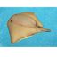 SEASIDE RIDER CRUZ STING RAY 305592